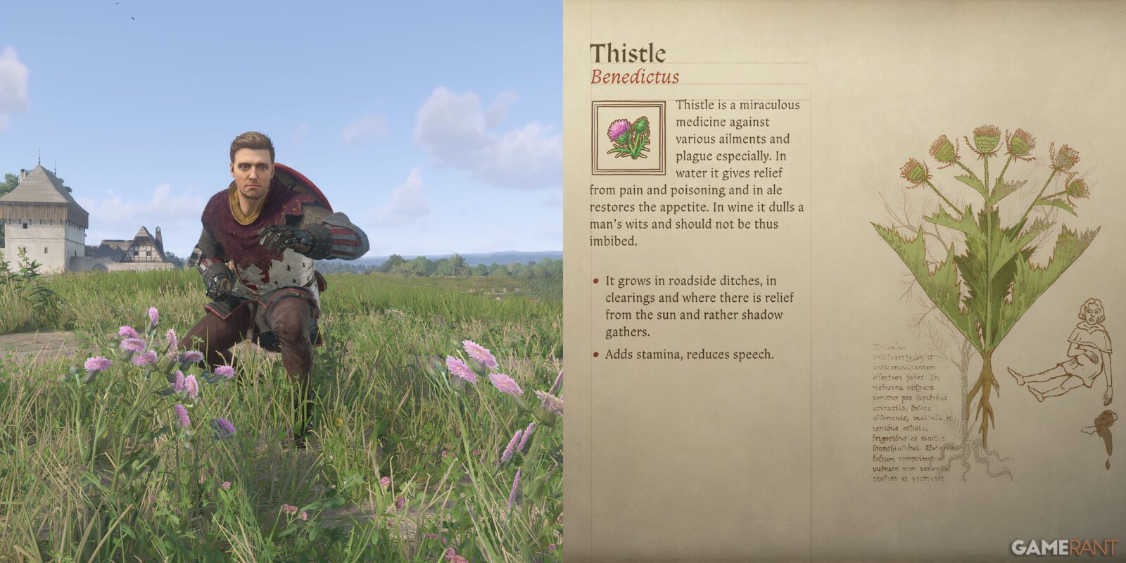 How To Farm Thistle In Kingdom Come: Deliverance 2