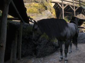 Pebbles Vs. Herring - Which Horse Is Better In Kingdom Come: Deliverance 2?