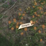 How To Get Marigold Kingdom Come: Deliverance 2