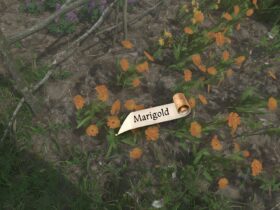 How To Get Marigold Kingdom Come: Deliverance 2