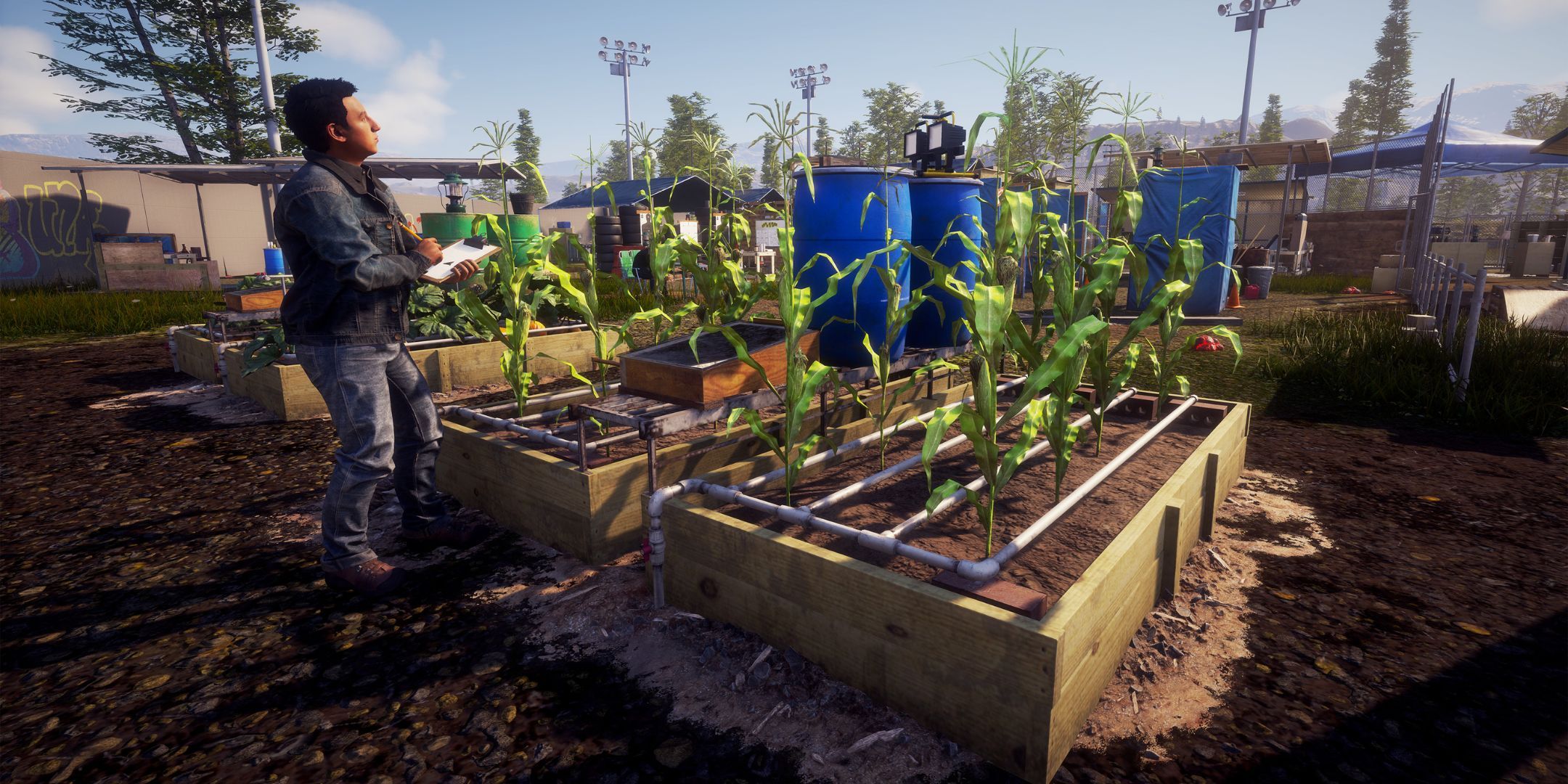 A man in denim clothing farming corn plants in small plots.