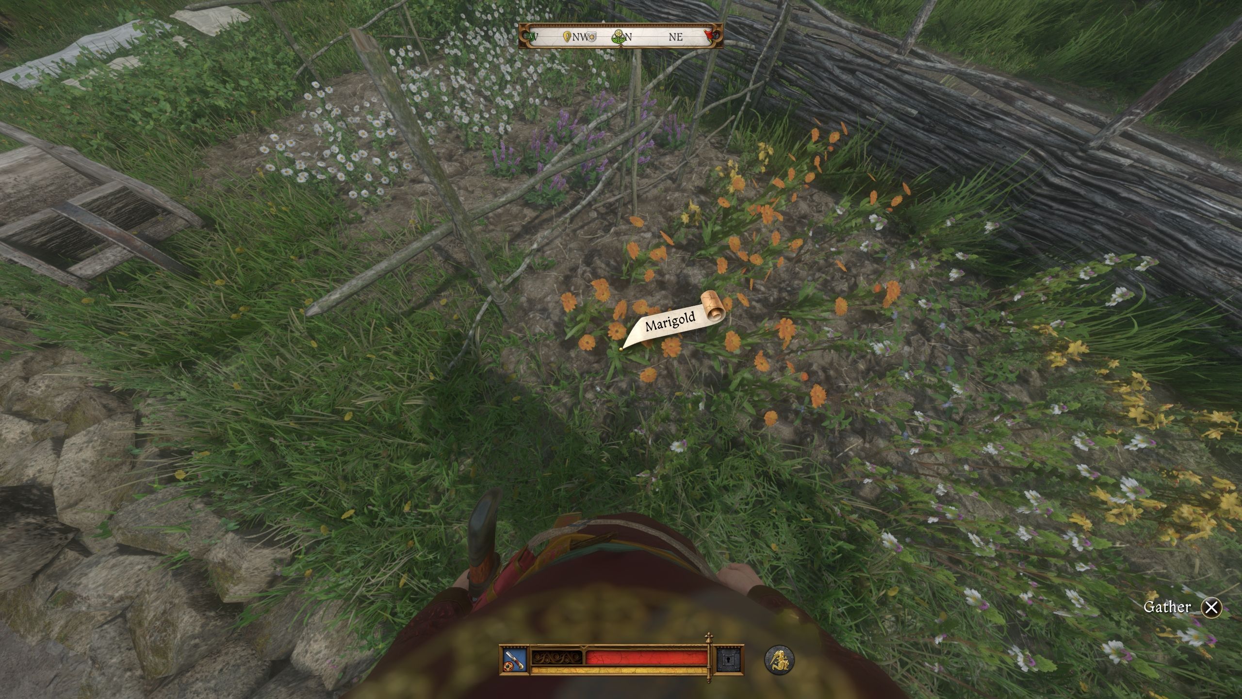 Player about to pick Marigold - KCD2