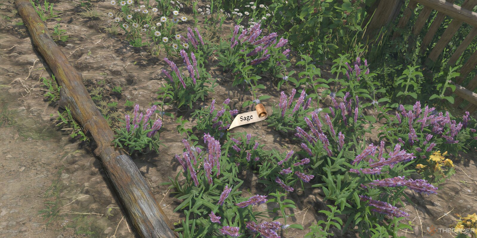 How To Get Sage In Kingdom Come: Deliverance 2