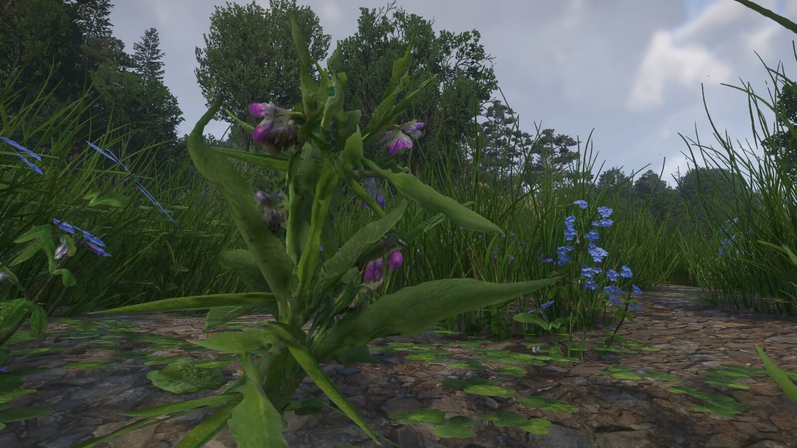 How to Get Comfrey in Kingdom Come: Deliverance 2