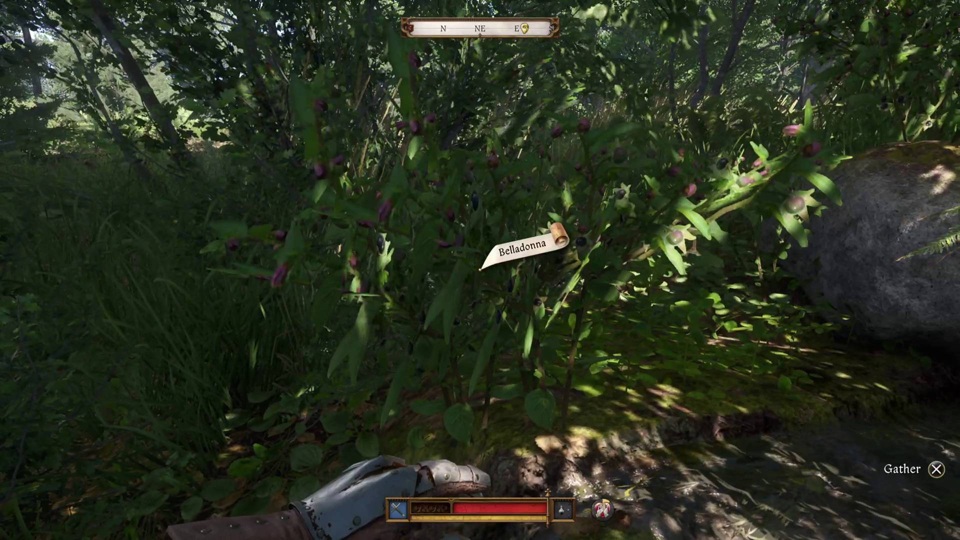 Kingdom Come Deliverance 2 belladonna plant