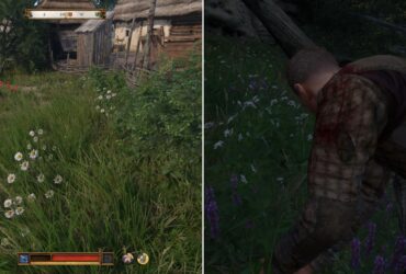 Where To Farm Chamomile In Kingdom Come: Deliverance 2