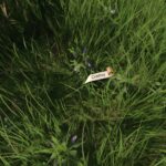 Where To Find Comfrey In Kingdom Come: Deliverance 2