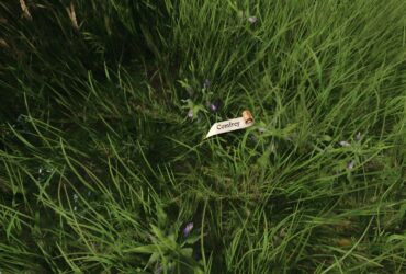 Where To Find Comfrey In Kingdom Come: Deliverance 2