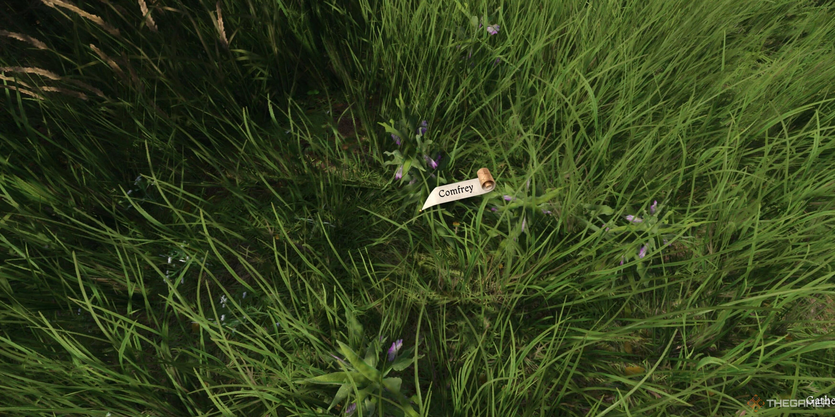 Comfrey to pick in Kingdom Come: Deliverance 2.