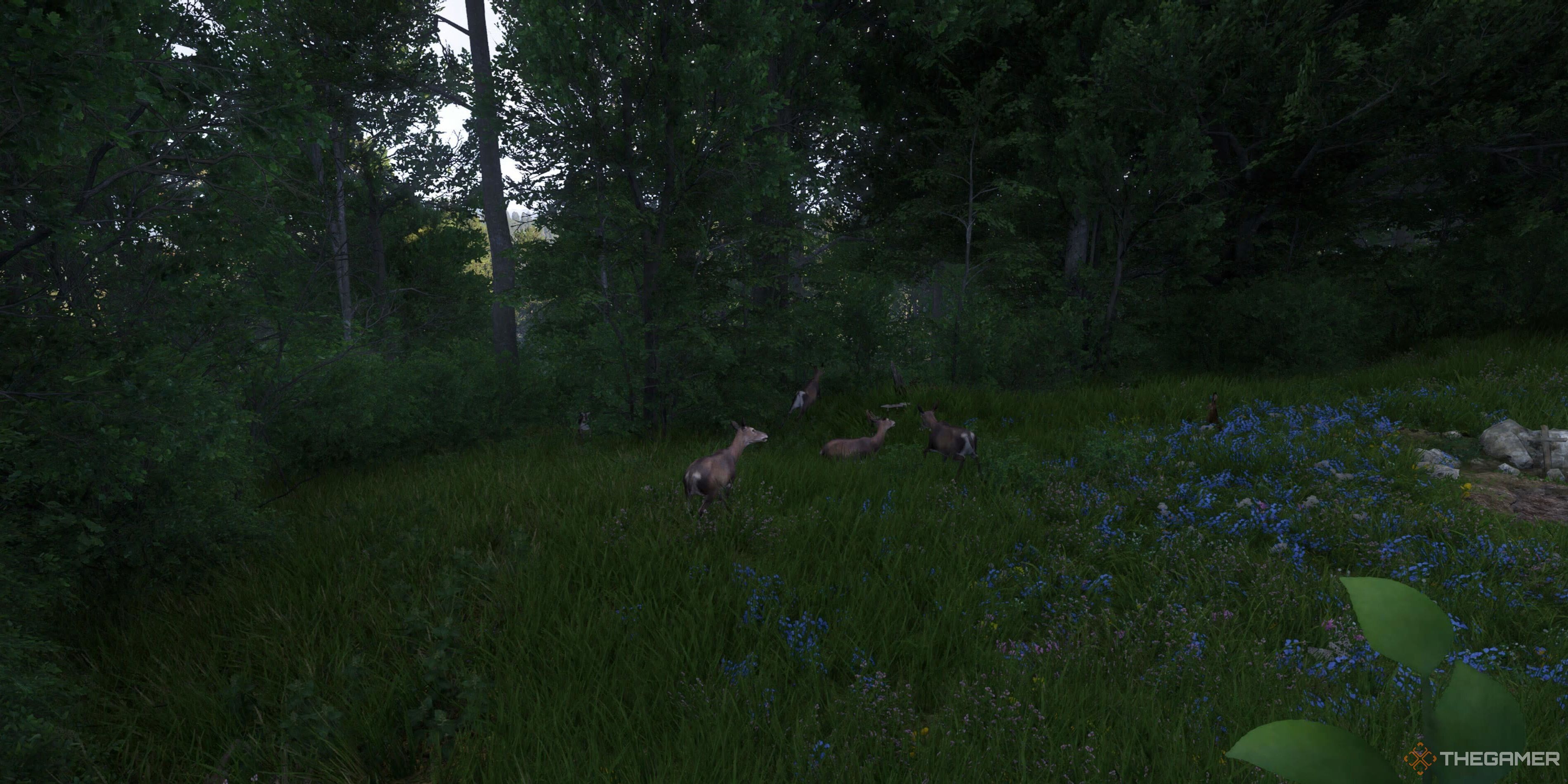 Three deer in the woods in Kingdom Come: Deliverance 2.