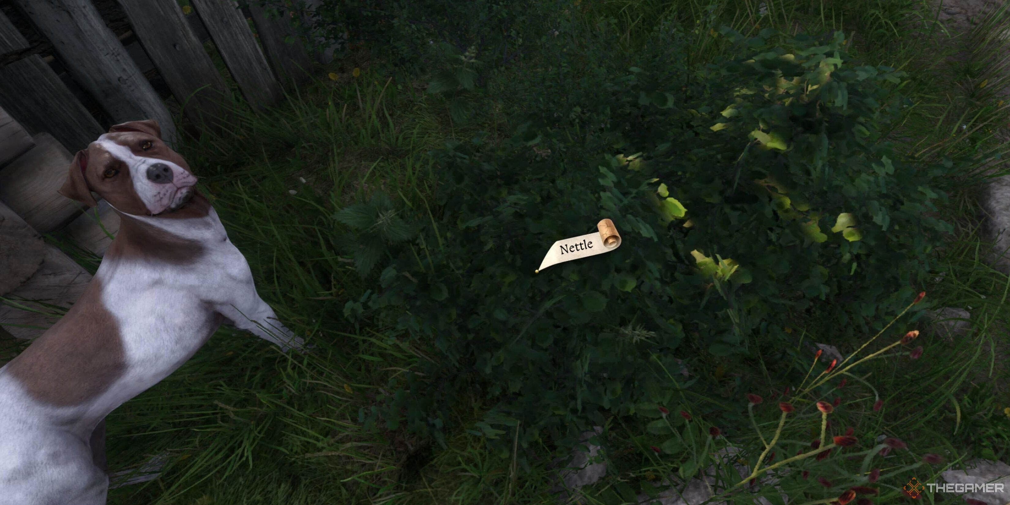 Nettles next to a dog in Kingdom Come: Deliverance 2.