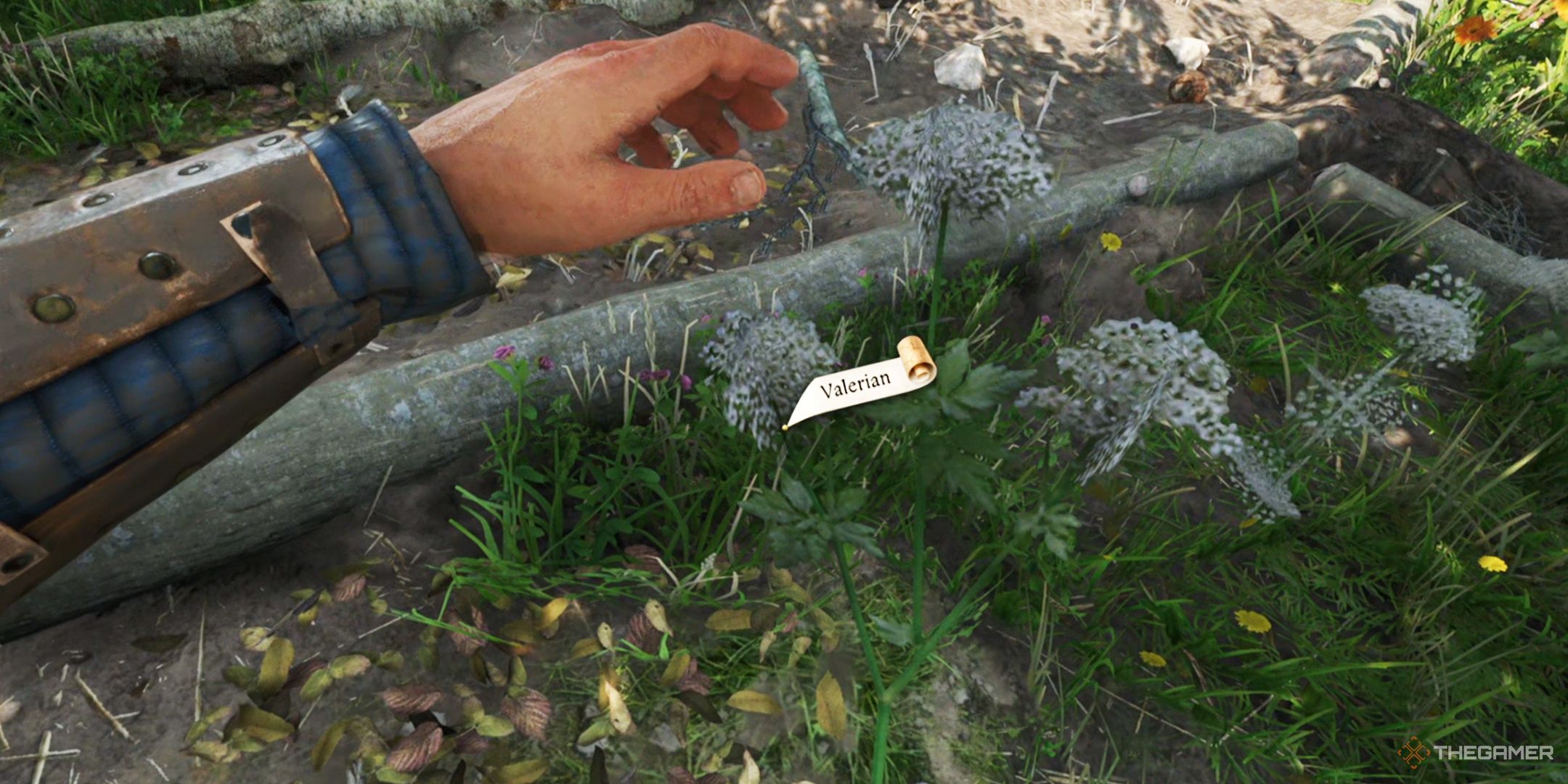 KCD2 Valerian in Herb Garden