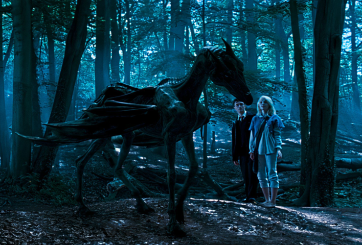 Why Harry Potter Couldn’t See The Thestrals Earlier, Explained