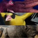 Best Games for Nature Photographers