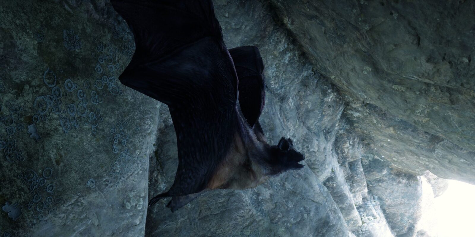 RDR2: Little Brown Bat Locations
