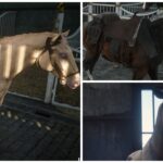 Best Horses & Where to Get Them