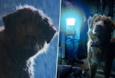 Good Boy, a new scary movie told from a dog's POV, is being called "one of the best horror films of the year"