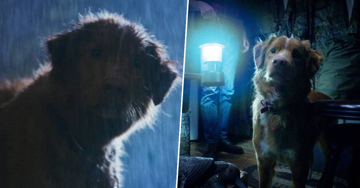 Good Boy, a new scary movie told from a dog's POV, is being called "one of the best horror films of the year"