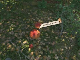 How To Get Amanita Muscaria In Kingdom Come: Deliverance 2