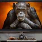LG OLED G5 mounted on wall with chimpanzee on screen and coffee table with tea pot and popcorn on top.