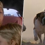 Netflix is making a brand new adaptation of Cujo, the infamous Stephen King book about a killer dog