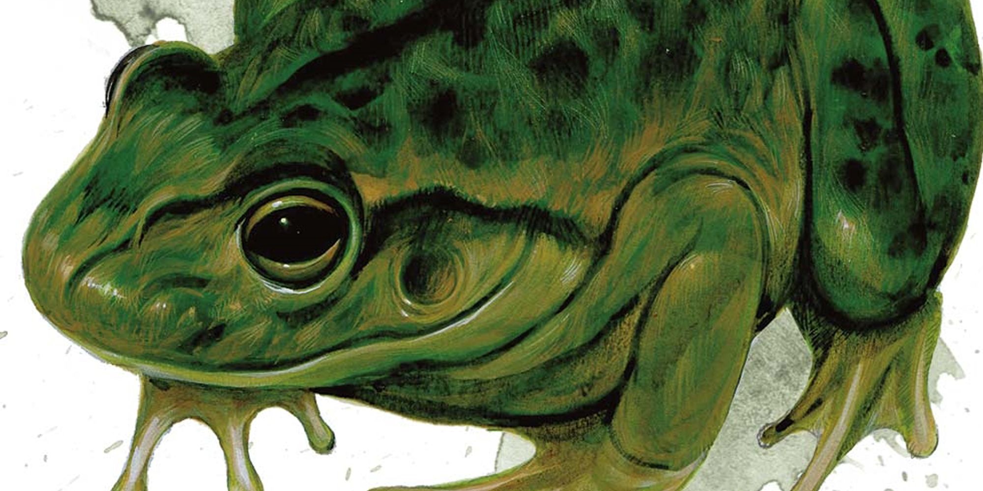 Dungeons & Dragons image showing a frog.