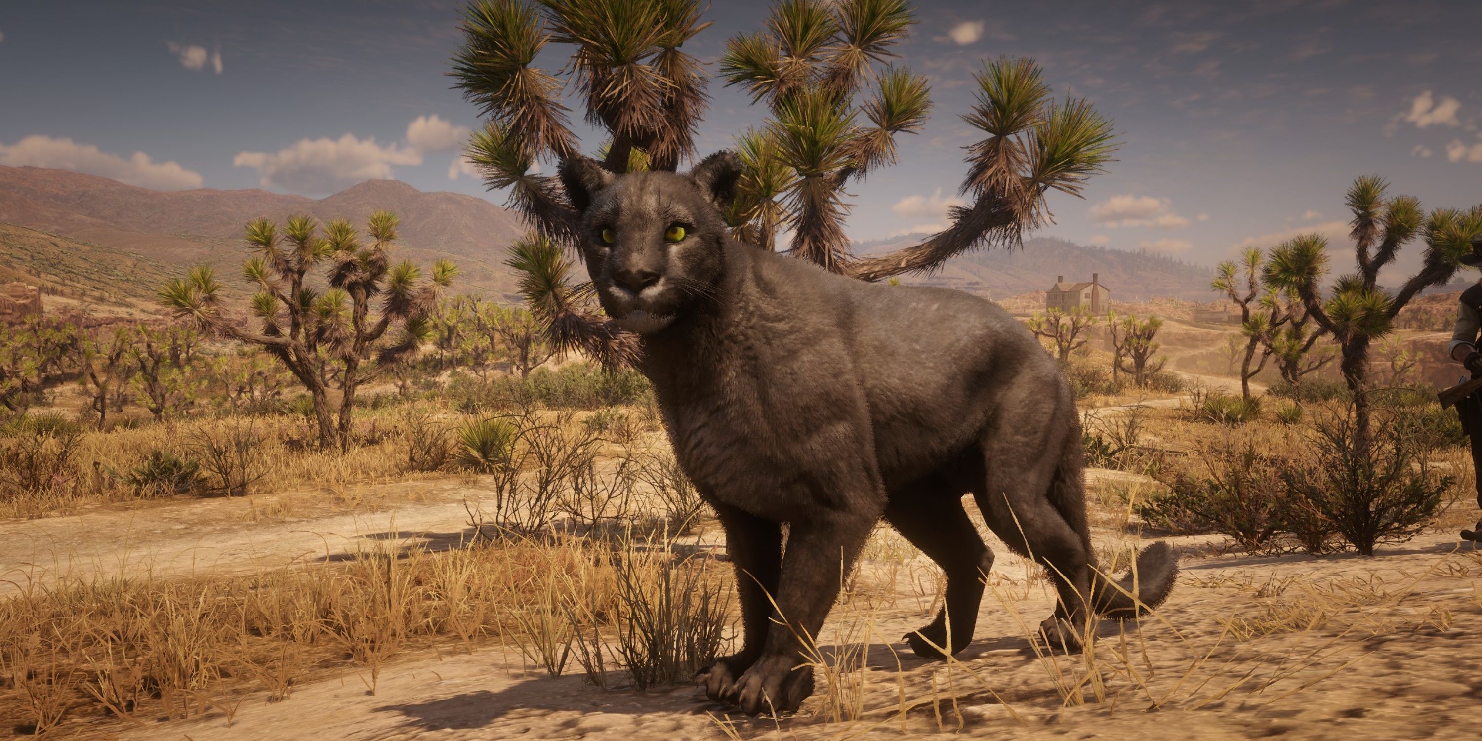 legendary cougar