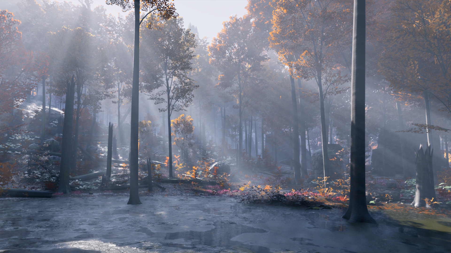 Project Artemis: A muddy forest with sun rays cutting through the trees