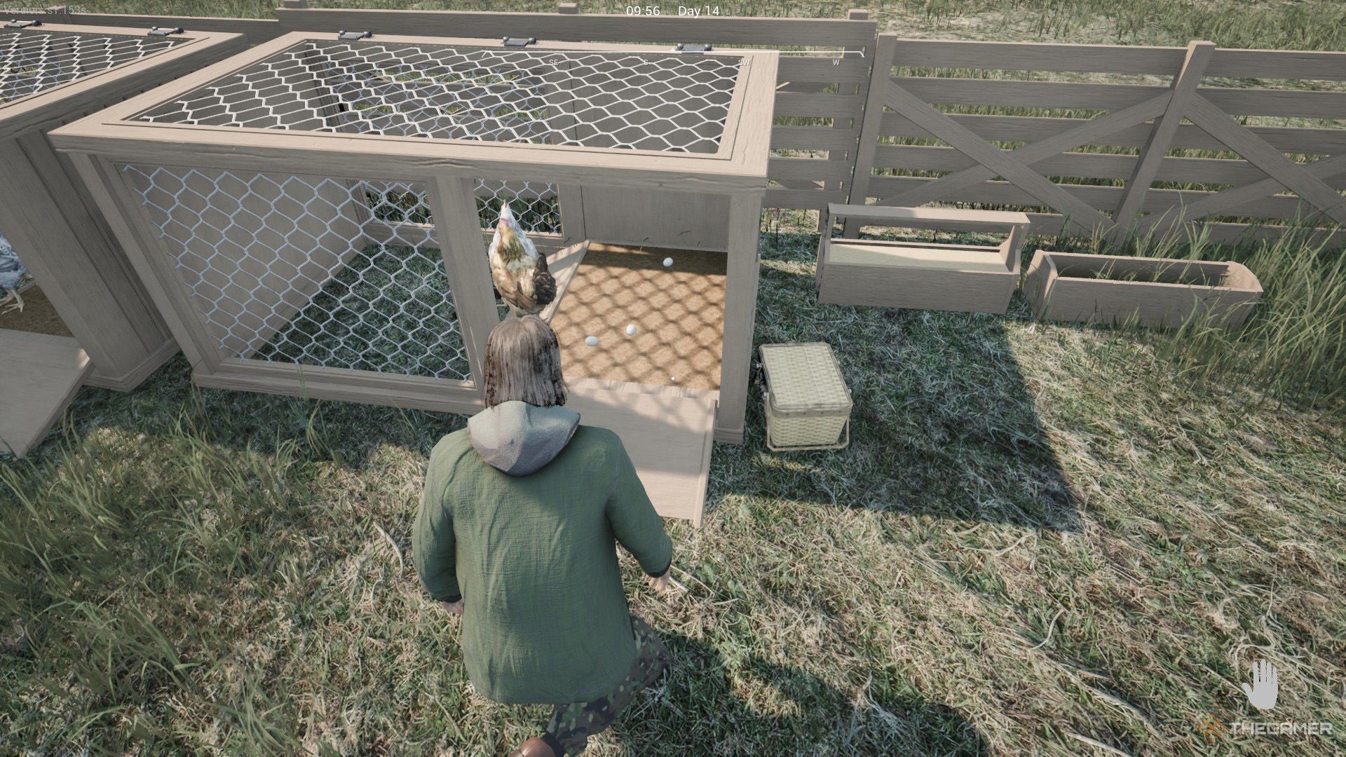 The player is taking eggs from chicken coop in Ranch Simulator