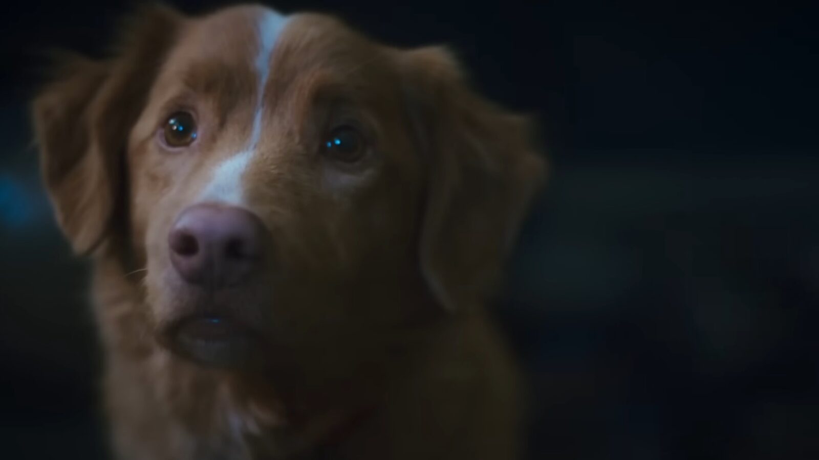 Indy the dog in supernatural horror movie Good Boy
