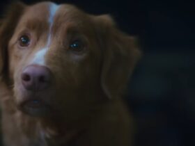 Indy the dog in supernatural horror movie Good Boy