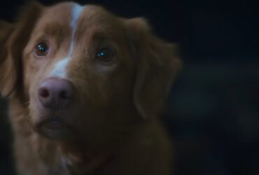 Indy the dog in supernatural horror movie Good Boy